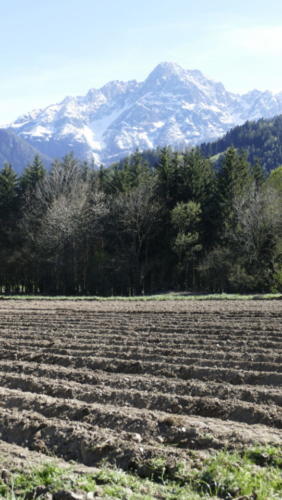 Kartoffelfeld mit Blick auf die Lienzer Dolomiten